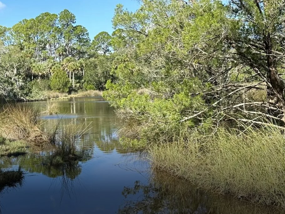 A tidal creek winding through marsh grass and pine forest in northern St. Johns County